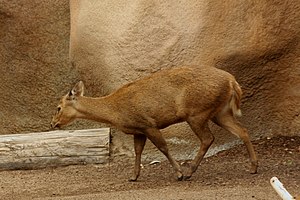 칼라미아사슴