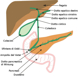 Biliary system new-it.png