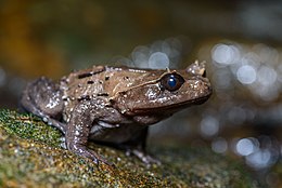 Brachytarsophrys carinense