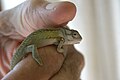 Caméléon nain de Knysna (Knysna dwarf chameleon)