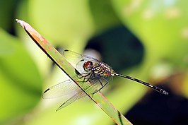 Dythemis sterilis