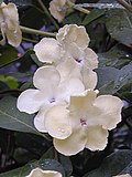 Miniatura para Brunfelsia americana