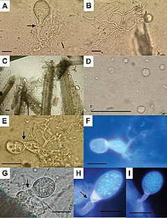 Buwchfawromyces eastonii