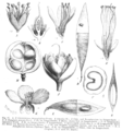 蘇木亞科植物花和果實的圖繪