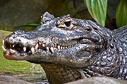 Yacarekaiman (Caiman yacare)