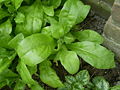 Calendulasamen