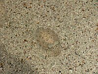 Cuttlefish use camouflage to hide from predators.