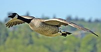 A Canada Goose flying at Burnaby Lake Regional...