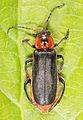 Cantharis rustica