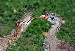 Nuo kairės kuoduotosios kariamos jauniklis, dešinėje suaugęs paukštis Vienos Šionbruno zoologijos sode (Tiergarten Schönbrunn)