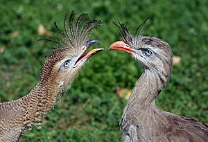 Кекелли сириема (Cariama cristata)