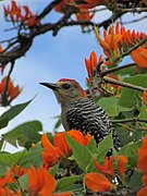 Red-crowned woodpecker