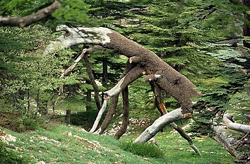 'Cedars of God', Lebanon