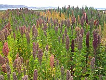 Quinoa field near Lake Titicaca. Bolivia is the world's second largest producer of the crop. Chenopodium quinoa in Cachilaya, Bolivia, Lake Titicaca.JPG