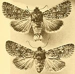 Conisania poelli – Specimen