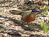 Coquerels coua (Coua coquereli)