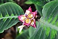 Costus guanaiensis