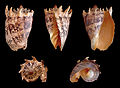 Cinco vistas da concha de Cymbiola imperialis, de espécime vindo das Filipinas.