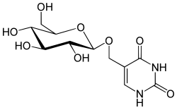 D-Glucopyranosyloxymethyluracil, dargestellt ist das natürlich vorkommende β-Anomer