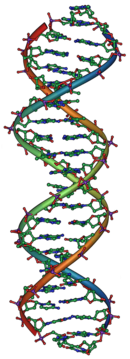 DNA, the molecular basis for biological inheritance. Each strand of DNA is a chain of nucleotides, matching each other in the center to form what look like rungs on a twisted ladder. DNA Overview2.png