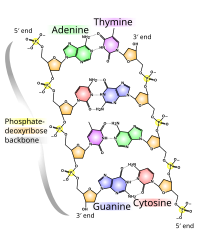 Diagrammatic representation of some key structural features of DNA DNA chemical structure.svg