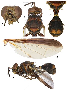 Dacus vijaysegarani