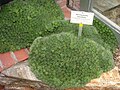 Jardin botanique de Dahlem à Berlin, Allemagne.