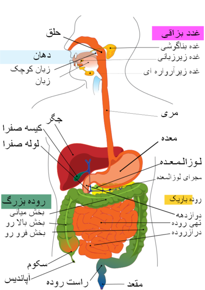File:Digestive system diagram fa language.png