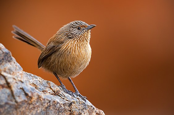 Dusky grasswren by JJ Harrison