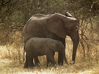 Elephant in Tanzania-Nevit Dilmen