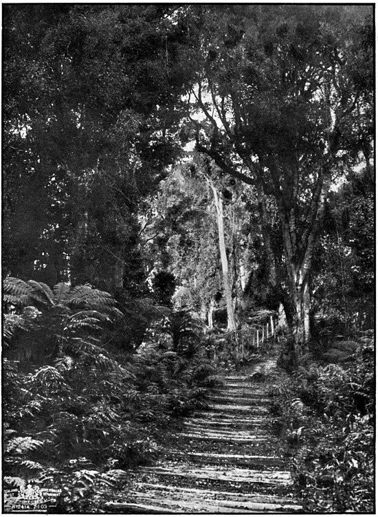 A bush track with a wooden path, fencing can be seen further along into the 'open' area of the track.