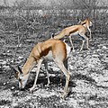 Antilopa skákavá (Antidorcas marsupialis)