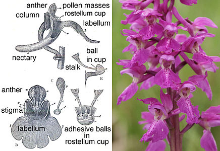 links: Zeichnungen der Blüte von Orchis mascula von Charles Darwin.