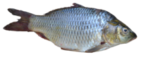 Fish - Puntius sarana from Kerala (India).png