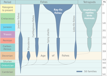 Spindle diagram for the evolution of fish and other vertebrate classes.[23] The earliest classes that developed jaws were the now extinct placoderms and the spiny sharks.