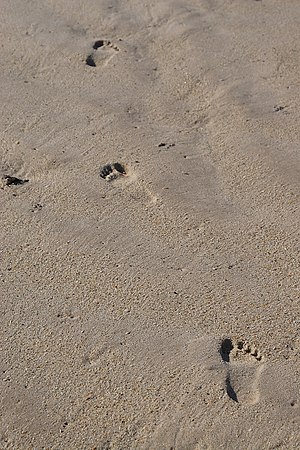 Footprints in sand, Vero Beach, Florida.