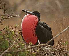 Grandioza fregato, masklo ĉe Española, Galapagoj, Ekvadoro