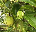 Fruit de la passion et vrille.