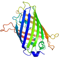 The three-dimensional structure of green fluorescent protein. The residues in the centre of the "barrel" are responsible for production of green light after exposing to higher energetic blue light. From PDB: 1EMA . GFP structure.png