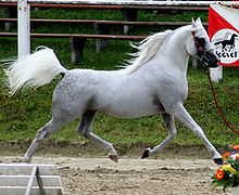 Светло-серая лошадь движется рысью по арене всеми четырьмя ногами от земли. Хвост посажен высоко, шея изогнута.