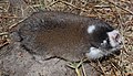 Cape mole-rat