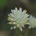 Gomphrena elegans