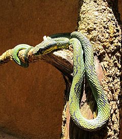 Description de l'image Green Pit Viper, Trimeresurus trigonocephalus, Sri Lanka.jpg.