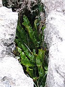 Asplenium sp. num gryke de um pavimento calcário.