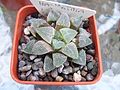 Haworthia pygmaea