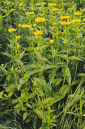 Heliopsis helianthoides