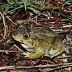 Hurter's spadefoot Toad (Scaphiopus hurterii), Colorado Co., TX (May 2014)