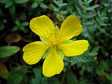 In Wrocław University Botanical Garden, Poland