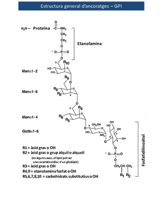 Imatge 1. Estructura general dels ancoratges GPI