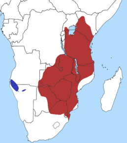 Поширення імпали в Африці: червоним — A. m. melampus блакитним — A. m. petersi